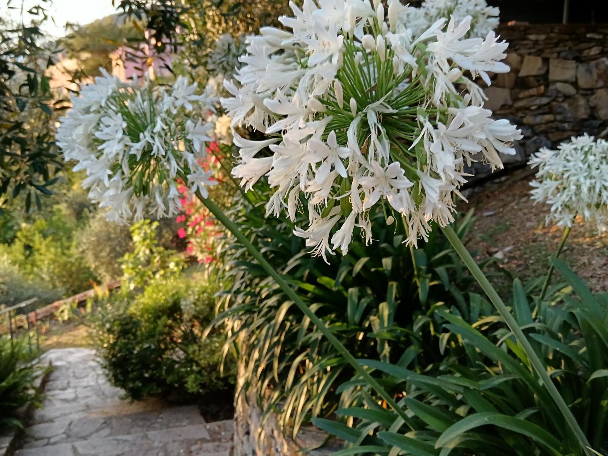 Villa Albachiara Camogli Buitenkant foto